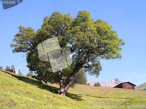 Image of Impressive tree in front of a blue sky