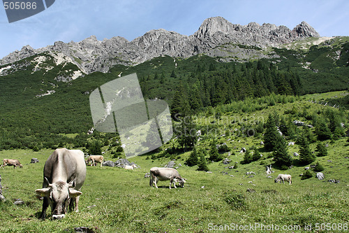 Image of Cows in Alps