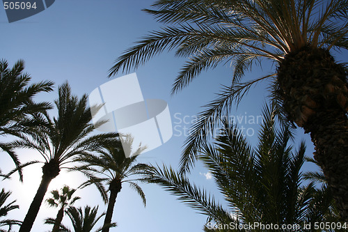 Image of Palm trees