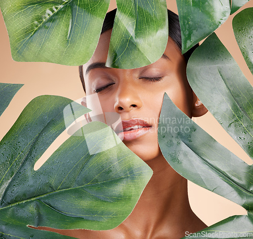 Image of Woman, face and leaf in natural skincare cosmetics, self love or cosmetology against studio background. Calm female beauty holding leafy green organic plant for sustainable eco facial treatment