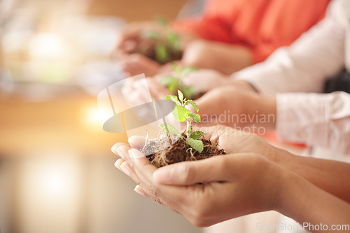 Image of Teamwork, soil or hands with plant for sustainability, agriculture environment or natural growth top view. Future goals, group accountability or people with dirt helping green leaves development
