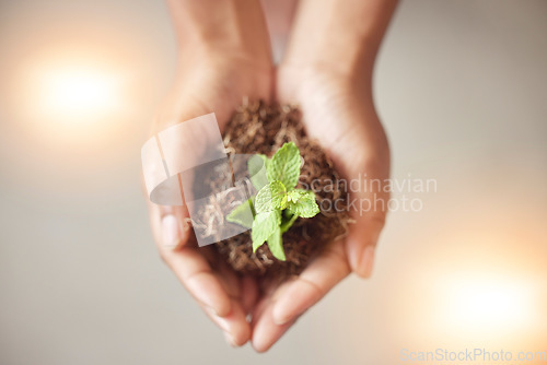 Image of Environment, earth day or hands with plant for sustainability, agriculture or natural growth top view. Carbon capture goals, accountability or zoom of soil dirt for future green leaves development