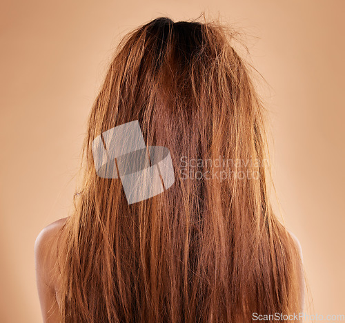 Image of Messy, damaged hair and back of a woman in a studio with a brittle frizzy hairstyle before a treatment. Dirty, dry and female model with long, tangled and knot texture isolated by a brown background.