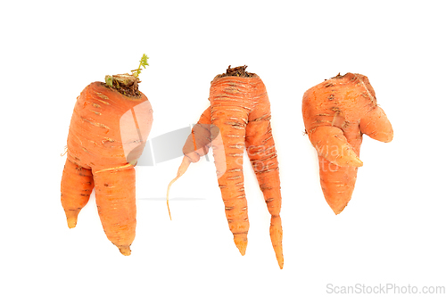 Image of Twisted Misshapen Carrots