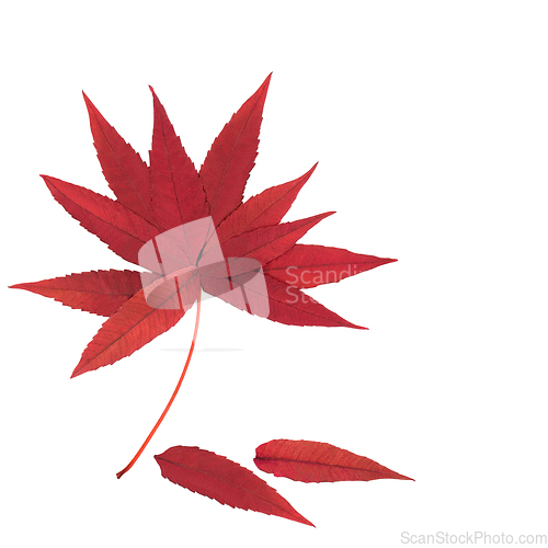 Image of Surreal Autumn Fall Staghorn Sumac Leaves Tree Design