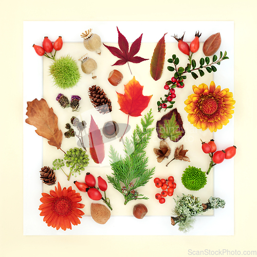 Image of Autumn Thanksgiving Leaves Flowers, Seeds, Nuts and Berry Fruit