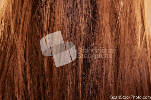 Image of Haircare, texture and beauty closeup of woman with breakage, keratin or hairstyle problem. Dry, macro and female model with messy hair, frizzy or hairloss, damaged or tangled after salon treatment.