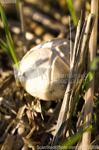 Image of poisonous mushroom
