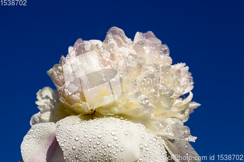 Image of beautiful white peony