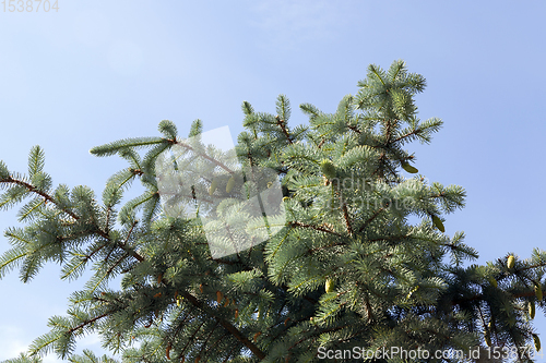 Image of top of the spruce