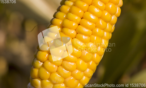 Image of corn cob