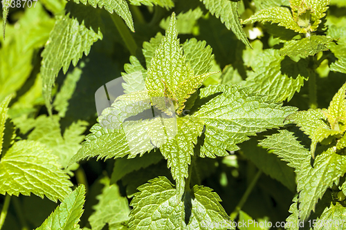 Image of green nettles