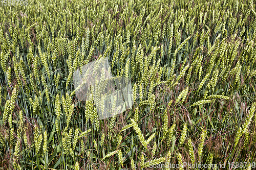 Image of wheat or rye