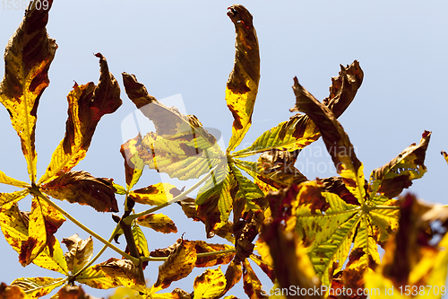 Image of beautiful natural chestnut foliage