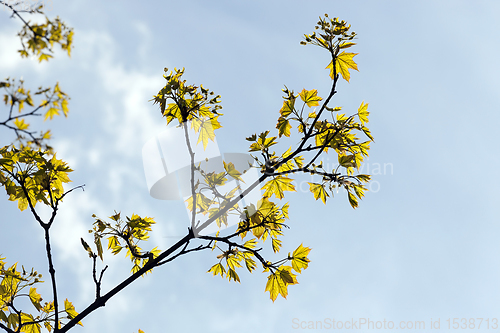 Image of growing trees