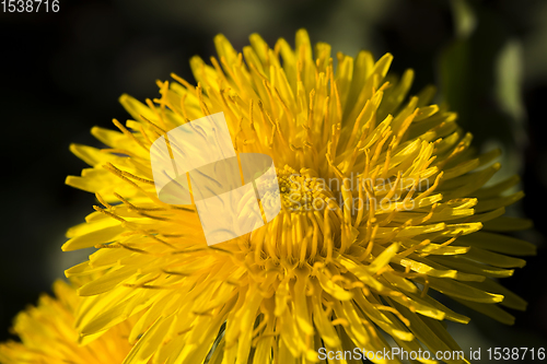 Image of beautiful dandelion flower