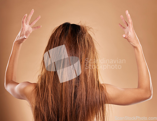 Image of Messy, tangled and back of a woman in a studio with knot, brittle and damaged hairstyle. Dry, frizzy and female model with long and big hair for salon restore treatment isolated by brown background.