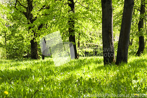 Image of Sunny bright weather