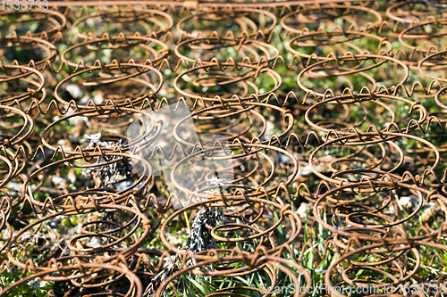 Image of an old rusty bed