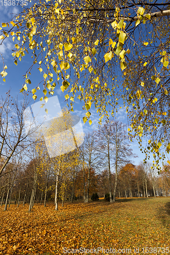 Image of autumn yellow foliage