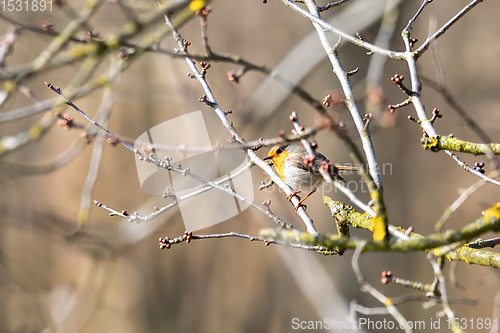 Image of bird European Robin Red Breast