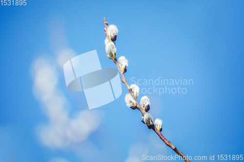 Image of pussy-willow holiday, background
