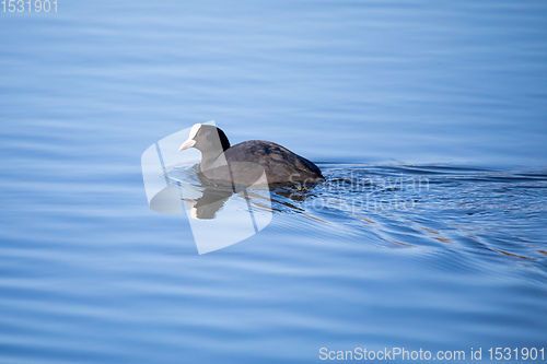 Image of Bird Eurasian coot Fulica atra