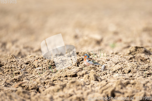 Image of small bird, common chaffinch