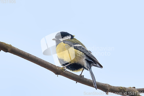 Image of beautiful small bird great tit in winter