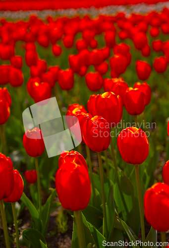 Image of colorful tulips field