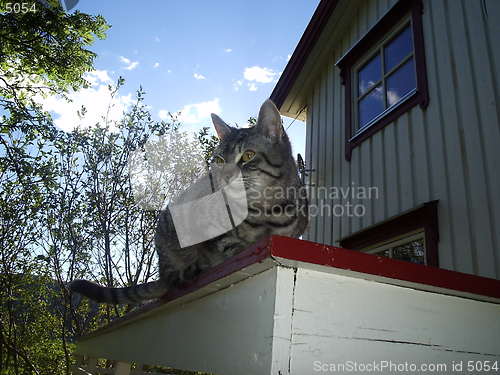 Image of cat
