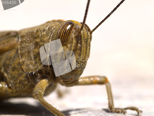 Image of locust