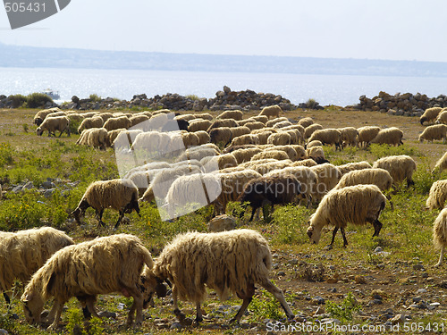 Image of flock of sheep