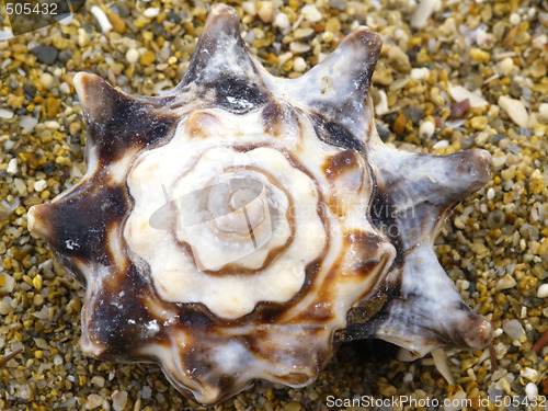 Image of snail-shell