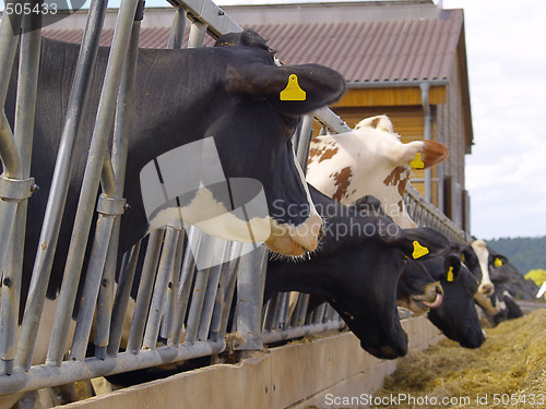 Image of cows