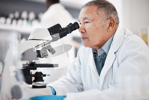 Image of Science, laboratory and senior scientist with microscope for research, medical study and analytics. Healthcare, biotechnology and old man with sample for experiment, vaccine development and medicine