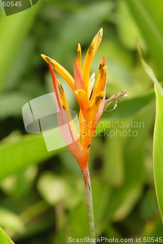 Image of Bird of Paradise