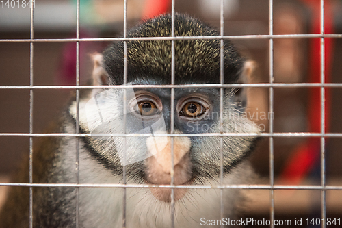 Image of Monkey in the cage