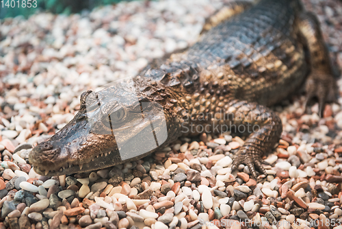 Image of The spectacled caiman