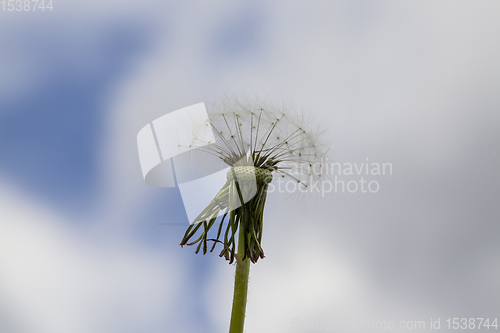 Image of white with seeds dandelion