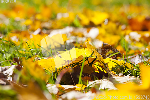 Image of autumn yellow foliage