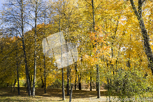 Image of yellow maple