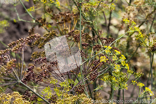 Image of umbrella dill