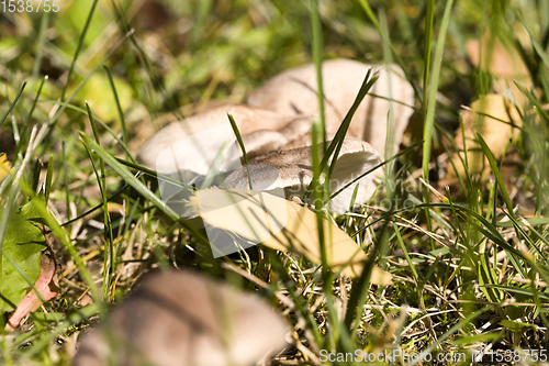 Image of wild dangerous mushrooms