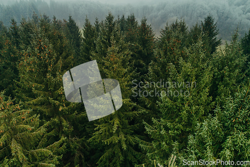 Image of Aerial view of summer green trees in a forest in a rural settlement. Drone photography