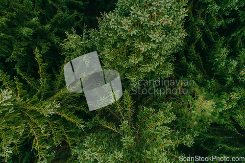 Image of Aerial view of summer green trees in a forest in a rural settlement. Drone photography