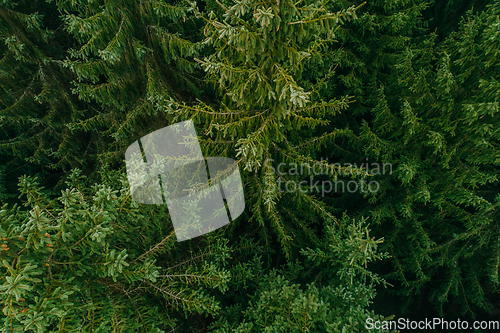 Image of Aerial view of summer green trees in a forest in a rural settlement. Drone photography