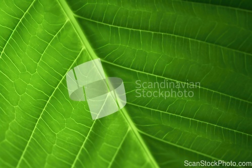 Image of Green leaf closeup background