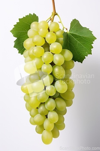 Image of Grape with leaves on white