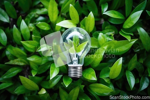 Image of Light bulb and green plant